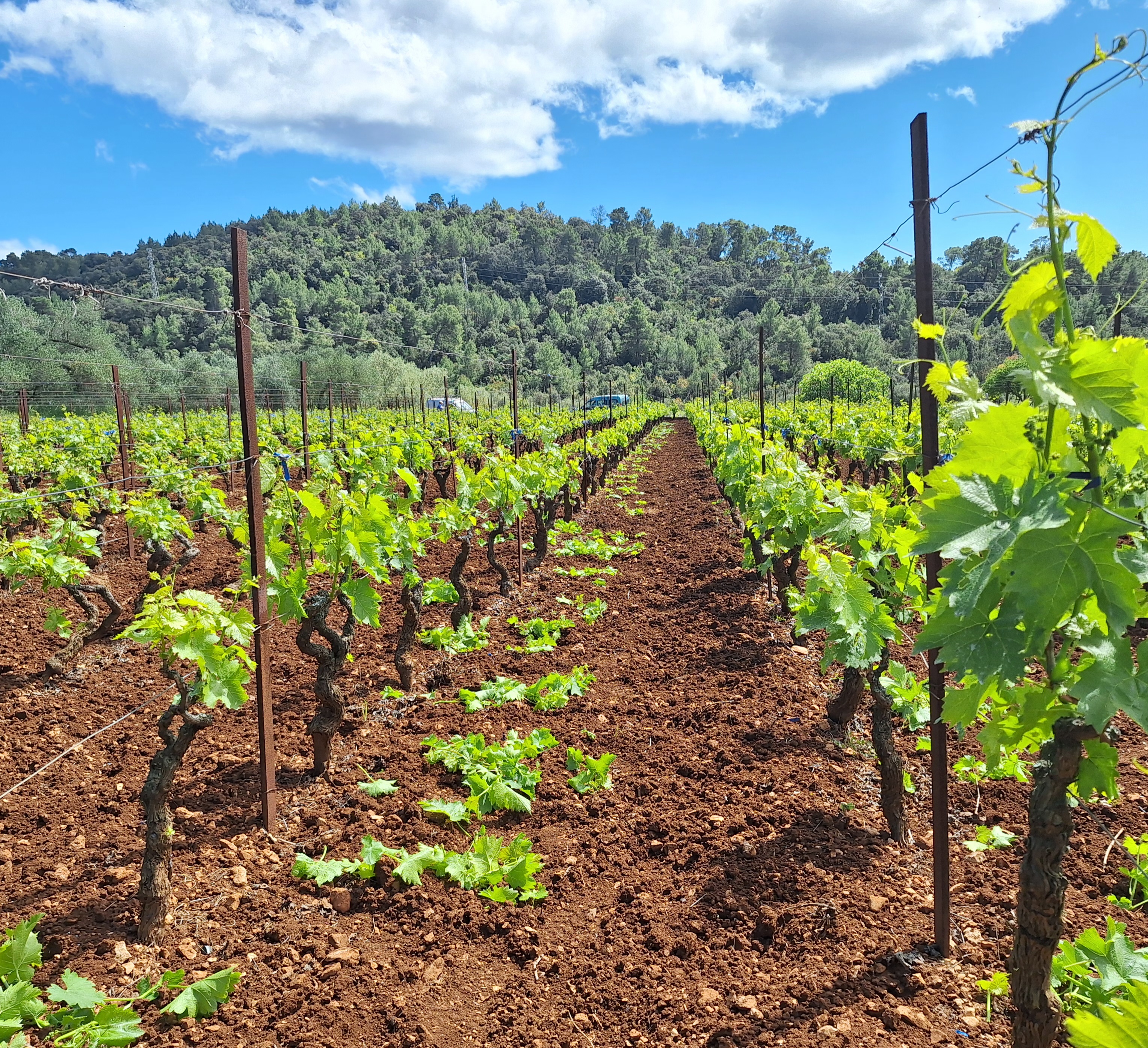 Wineyard "Pod Korita "