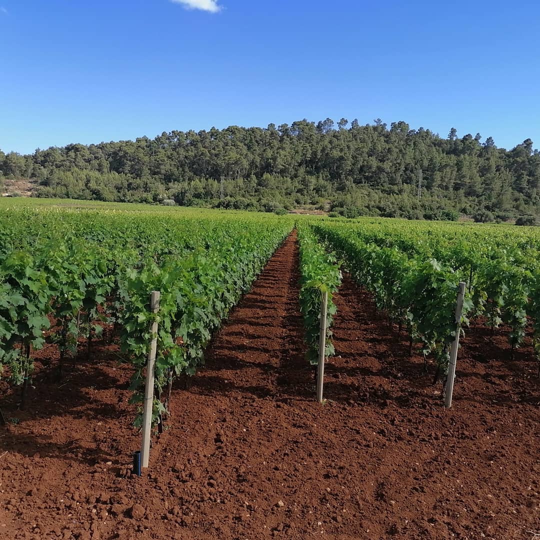 Wineyard "Pod Korita " named by old antique  troughs