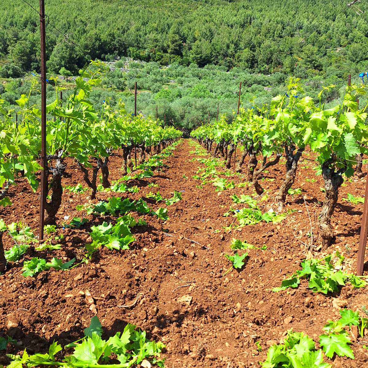 wineyard