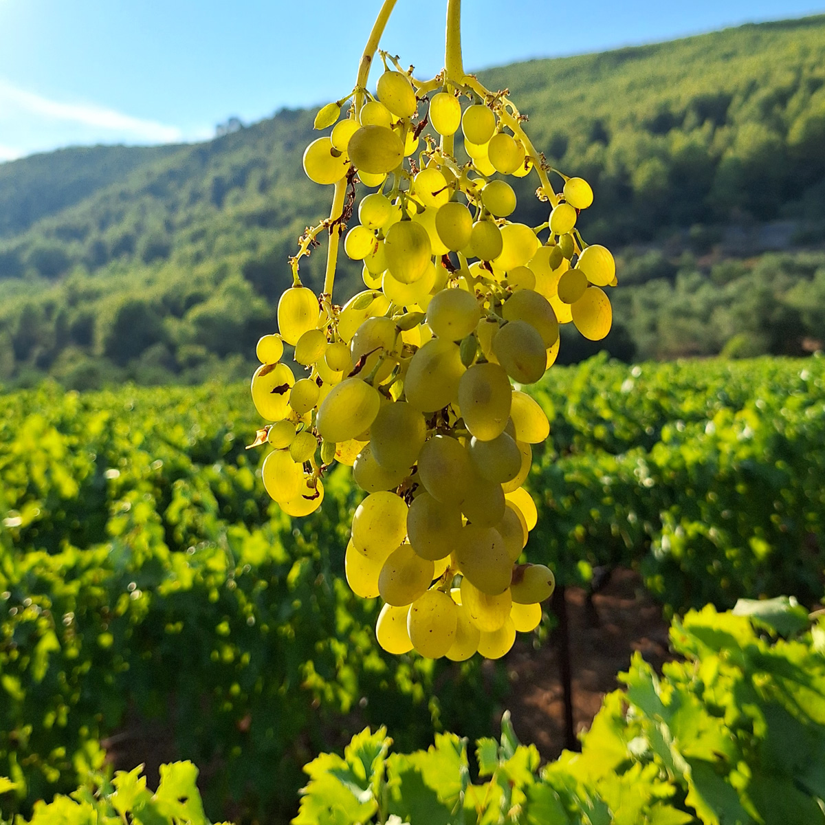 grapes